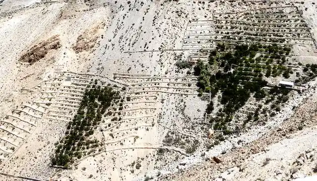 Apple orchards on sheer mountain slopes at Tabo in Spiti valley.