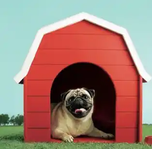 Cheeka, the Vodafone pug!
