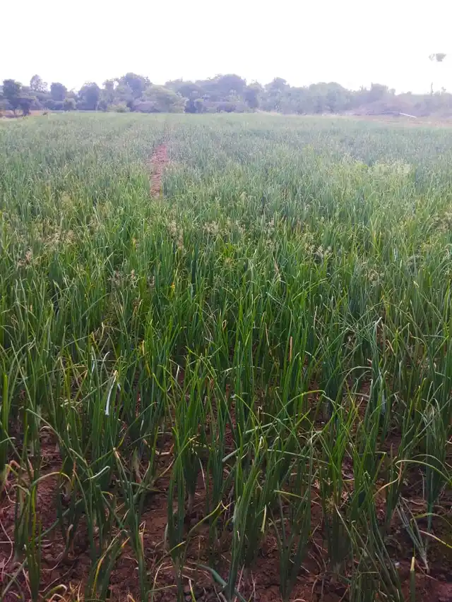 Onion cultivation in the village. 