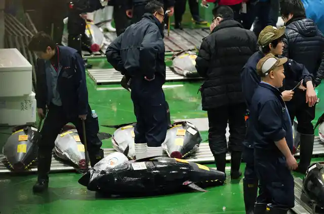 A buyer hauls away a fresh tuna after bidding during the first auction of the year at the Toyosu Market.