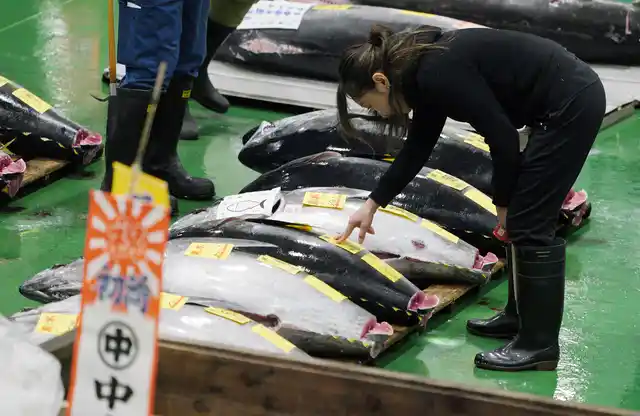 A prospective buyer inspects the quality of a fresh tuna before the first auction of the year at the newly-opened Toyosu Market.
