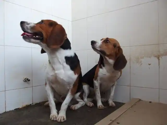 These were the two 15-month-old beagles whose genes were successfully edited. Hercules is on the left, and Tiangou is on the right.