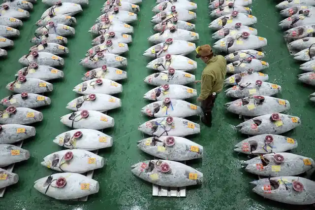Rows of frozen tuna ahead of the auction at the Toyosu Market.