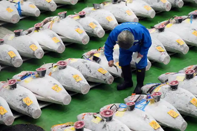 A buyer checks the quality of frozen tuna at the newly-opened Toyosu Market.