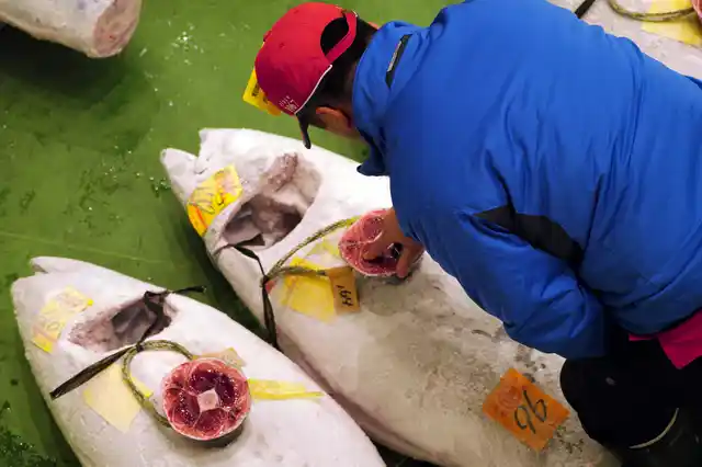 A prospective buyer inspects the quality of frozen tuna at the Toyosu Market.