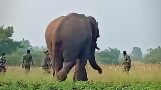 Chinna Thambi, a 25-year-old tusker who raided crops near Thadagam in Coimbatore, was tranquilised and translocated to Varagaliar forests on 26 January. 