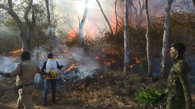 Volunteers and forest officers attempt to douse the flames at Bandipur Tiger Reserve.