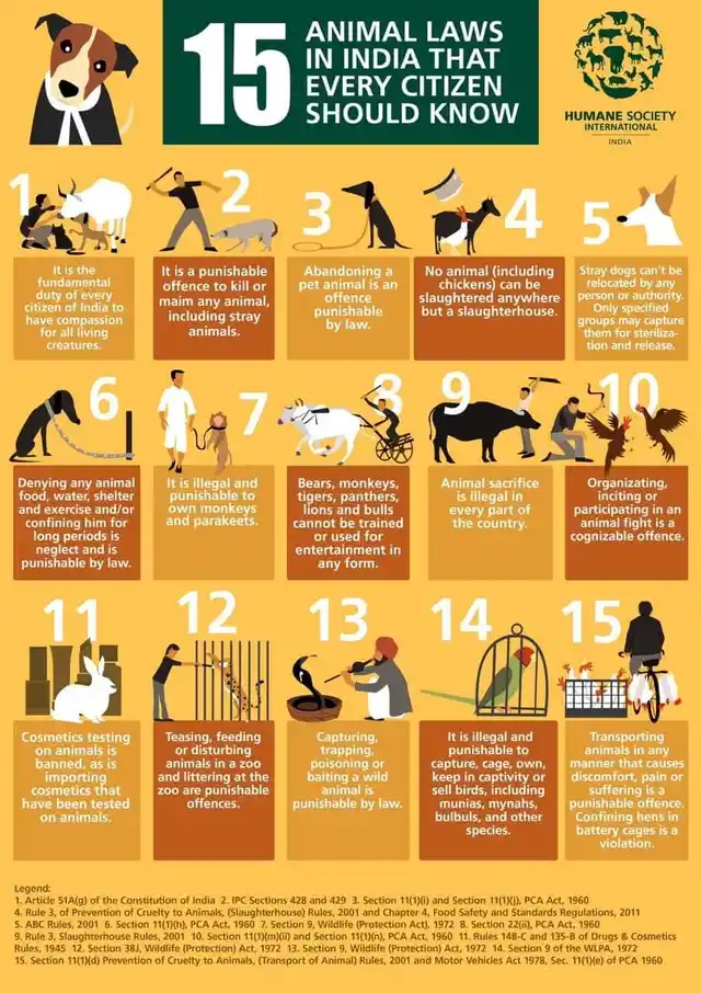 Stray dogs can’t be relocated by any person or authority. Only specified groups may capture them for sterilisation and release.
