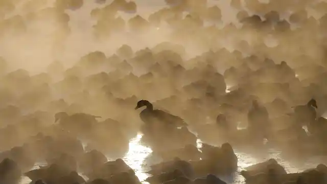 Geese huddle in the water as the sun rises at the harbour in Port Washington, Wisconsin, on Wednesday, 30 January 2019. A deadly deep freeze enveloped the Midwest with record-breaking temperatures.