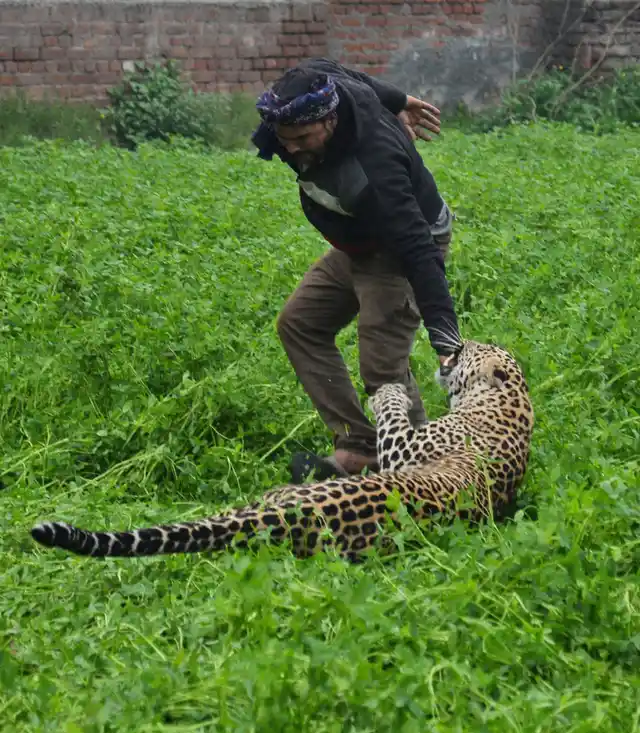 A leopard attacks a man after straying into a residential area in Jalandhar, India, Thursday, 31 January 2019. A forest official says the leopard strayed into a residential district in India and injured at least four people before it was locked up in a room. Conservator Kuldip Kumar says the leopard attacked some forest guards Wednesday when they tried to capture it using a net and at least one resident who pelted rocks at it in Jullundur city in northern Punjab state.