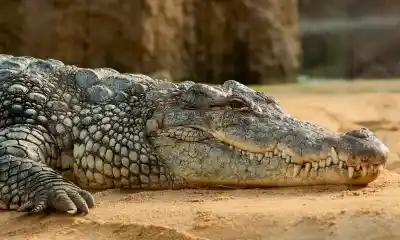 Crocodile Bank founder Whitaker expresses shock, blames stress caused by loud music from luxury hotel nearby.