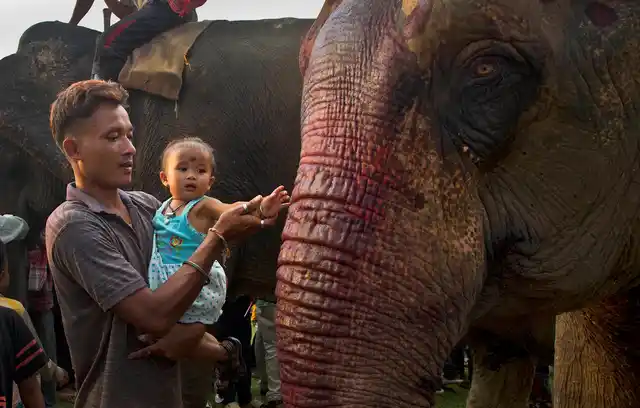 A child touches an elephant during Suwori Tribal festival in Boko, west of Guwahati.