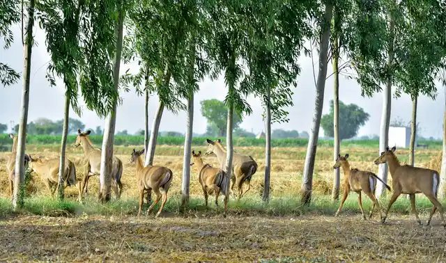 A herd of Neelgai raids a field at a village in Aligarh district, Tuesday, 30 April 2019. 