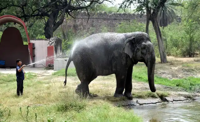 A Delhi Zoo worker sprays water on an elephant in an attempt to cool it off. During the harsh Delhi summer, the mercury often breaches the 45 degree Celsius mark, making it unbearable for many, including animals. 