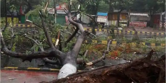 A citizen journalist captures a fallen tree in Bhubaneswar.