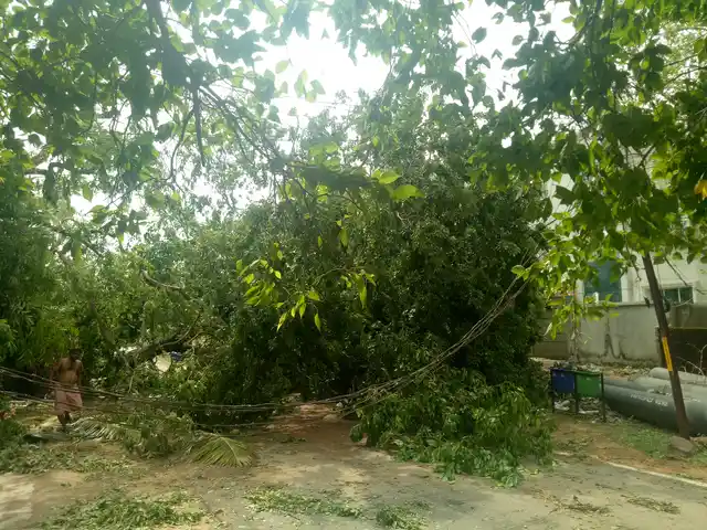 Cyclone Fani uprooted trees and causes huge damage to electricity supply infrastructure in Bhubaneswar. 