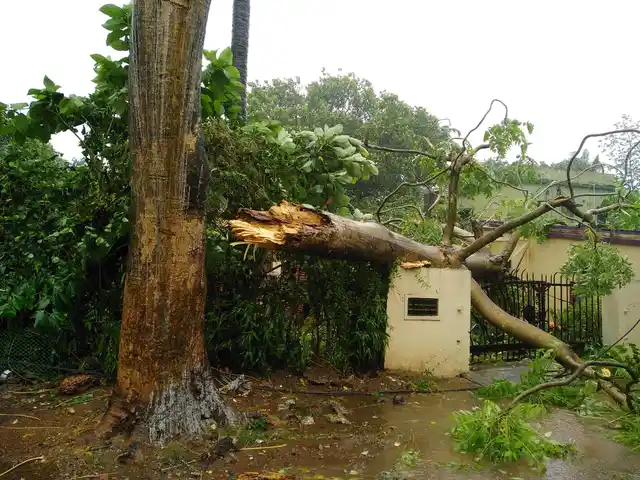 In Bhubaneswar, a tree uprooted due to the winds.