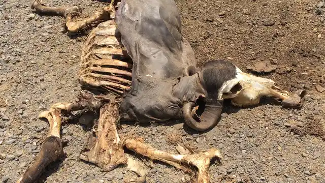 The rotting carcass of a dead buffalo abandoned behind Lhor Village in Mehsana.