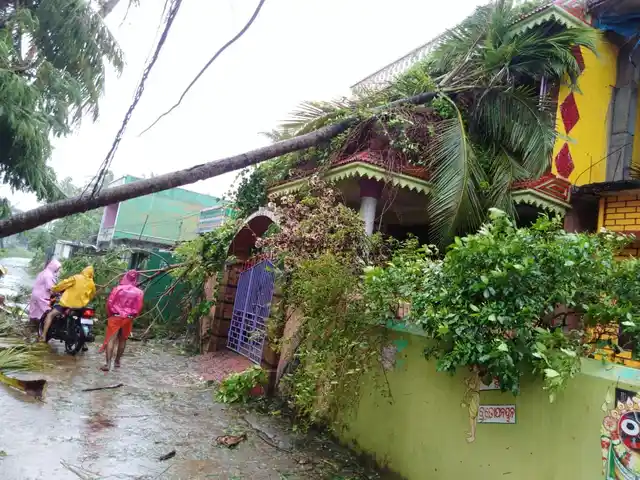 A palm tree collapsed on a house in Alaidiha village.