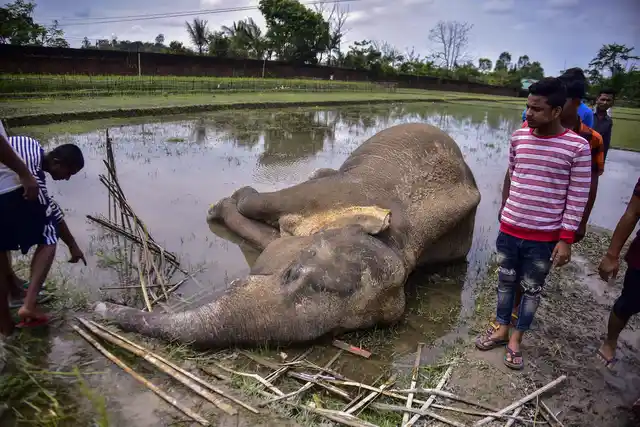 Villagers stand near the body of a wild elephant who, according to forest officials, was electrocuted in a paddy field at Harmati village in Nagaon on Thursday, 2 May 2019. 