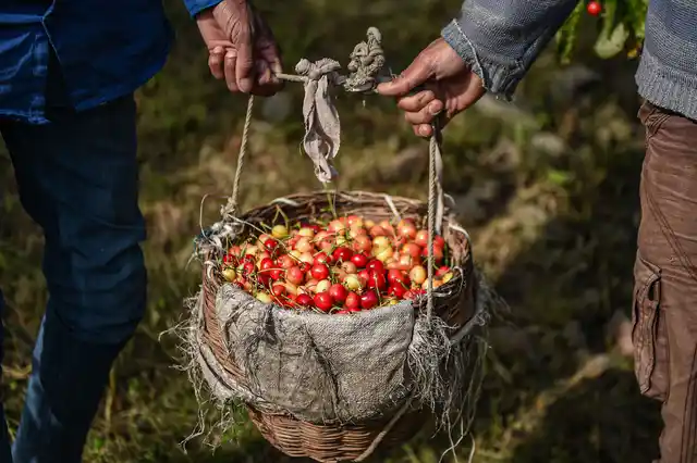 Workers carry cherries in a basket after plucking them from an orchard, on the outskirts of Srinagar, Thursday, 20 June 2019. Unexpected torrential rains and hailstorms for the last 15 days have damaged the fruit crops in the valley.