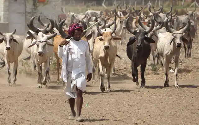 A cowherd from Rajasthan leads his cattle towards grazing areas on a hot summer day, near a village in Najafgarh, New Delhi on Thursday, 13 June.
