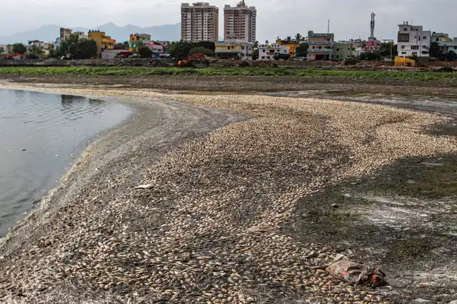 Fishes lie dead in ground because of prolonged heatwave in the state and lack of rainfall, at Selva Chinthamani lake at Selvapuram in Coimbatore on 22 June.