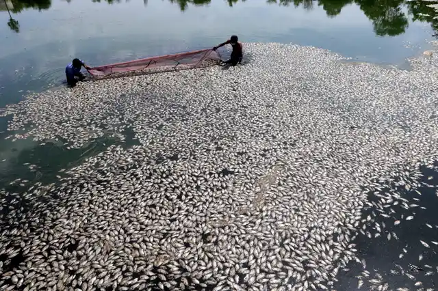 In this Tuesday, 18 June 2019 photo, civic workers remove dead fish floating at a partially dried up lake in Ambattur, Chennai, India. Many water bodies in the city are running dry in record heat.