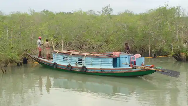 Honey collectors hunt searching for honeycombs in Sunderbans, West Bengal