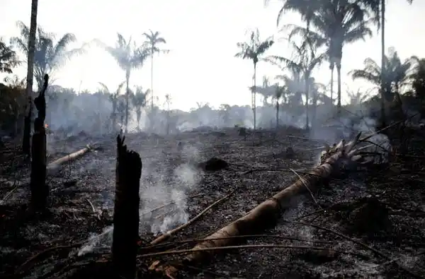 Amazon jungle recently burned by loggers and farmers in Iranduba, Amazonas state, Brazil, 20 August 2019.