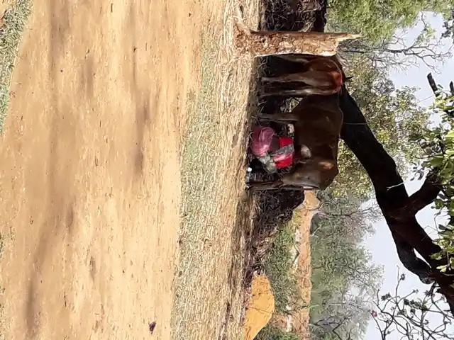 Sadhni going about her daily chores.