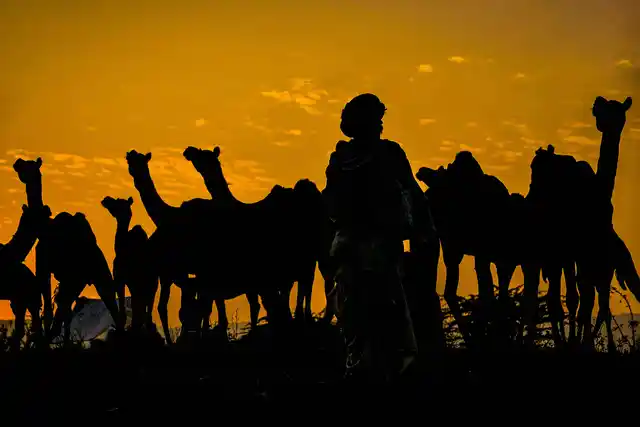 A camel herder walks with his camels during the Pushkar fair in Pushkar.