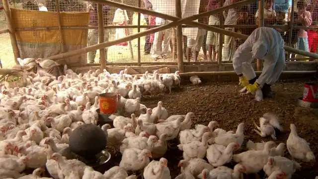 A health worker is seen giving ‘medicine’ to the chickens at a poultry farm.