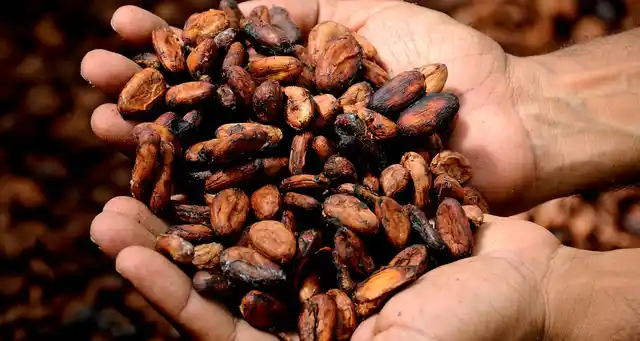 Cacao is the fruit and bean from which chocolate is made.