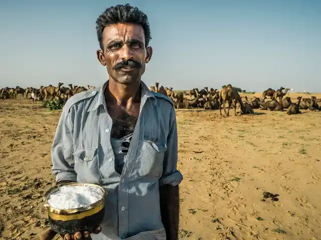 Camel milk is a powerhouse of health benefits.