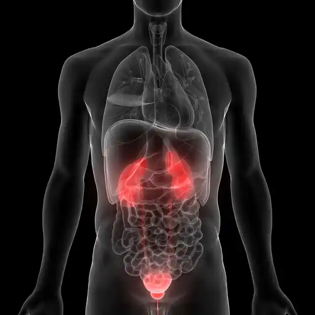 The bladder wall is lined with small receptors which inform the body when its reached its full capacity.