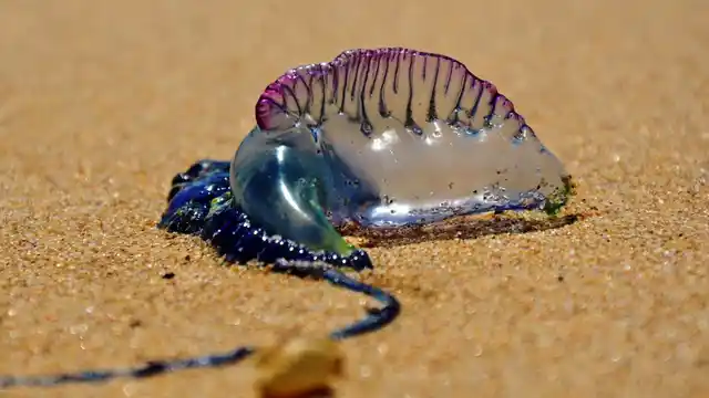 Blue bottle jellyfish have tentacles which are long and venomous. 