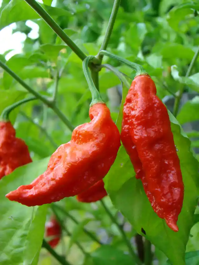 Local people strongly believe that it helps treat rheumatic diseases and osteoporosis.