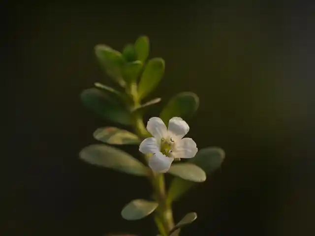 Brahmi leaves can be used to make a tea that helps you calm down and relieve stress.