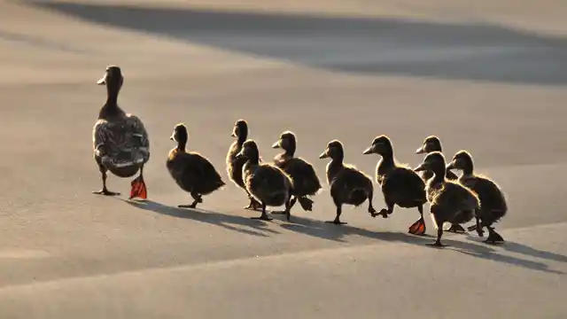 “If 100 others are doing it, it <i>must </i>be the right thing to do.”