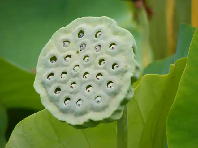This image of Nelumbo Nucifera fruit can also be triggering.