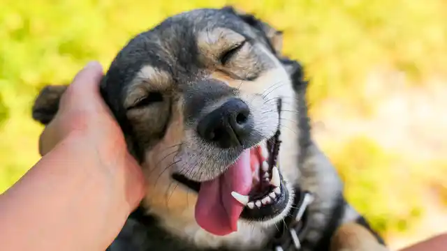 'I broke up with my girlfriend. Will getting a dog help me recover?'
