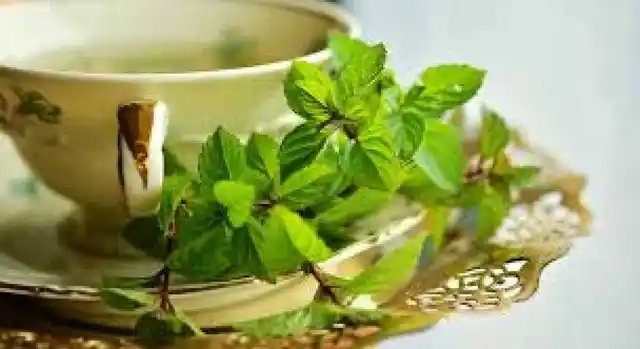 खौलते पानी में पुदीने की पत्तियां डालकर तैयार करें पुदीने की चाय