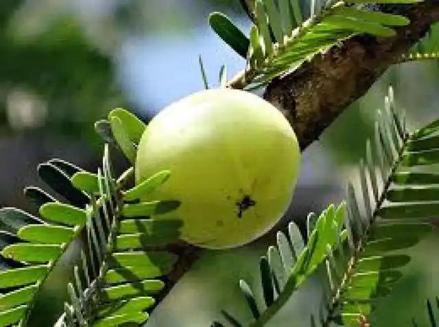 आंखों के लिये फायदेमंद है आंवले का सेवन.
