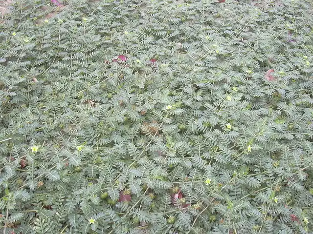 किडनी की पथरी को खत्म करने के लिए इसका इस्तेमाल सदियों से होता आ रहा है.