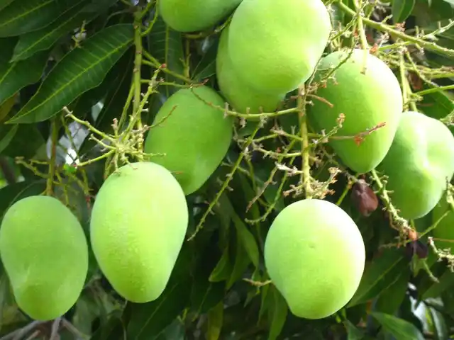 मजेदार टेस्ट के साथ-साथ आम के ढेर सारे फायदे भी हैं.