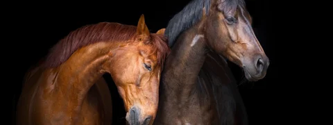 Watch: How Emirates Hauled Record Charter of Horses