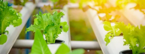 Emirates to Build World’s Largest Vertical Farm