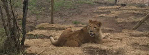 Turkish Cargo Transports Circus Lions Back to Natural Habitat
