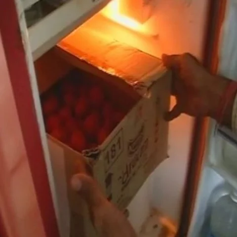 ’ஸ்டேட் பேங்க் ஆஃப் டொமாட்டோ’ - தக்காளியை பாதுகாக்கும் புதிய வங்கி!